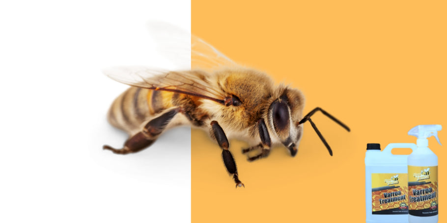 What are the advantages and disadvantages of each Varroa treatment method?